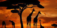 Kenia - The proud of Africa